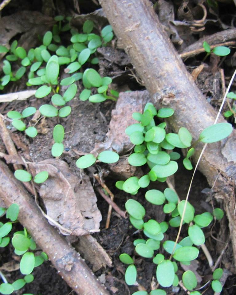 Plant Survey: March 28, 2014 | Botanica - Louisville's Waterfront ...