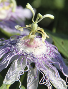 Passion Flower (passiflora incarnata)