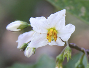 White Horse Nettle (Solanum carolinense)