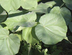 Velvet Leaf (Abutilon theophrasti)