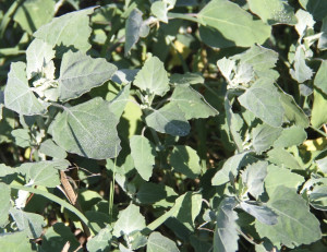 Lamb's Quarters (Chenopodium album) Considered by some to be the most widespread invasive species. Widely cultivated and a food crop in several parts of the world. Similar to spinach.