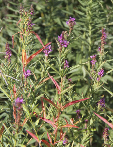 Purple Looses Strife (Lythrum salicaria) 