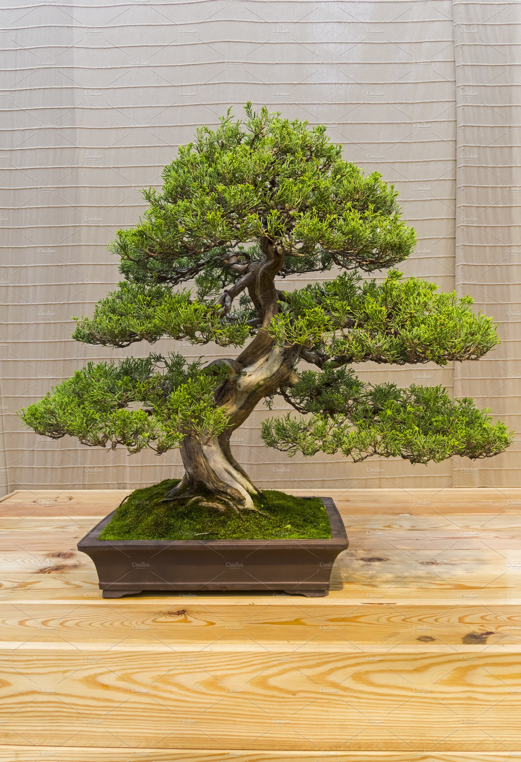 example #1 of bonsai