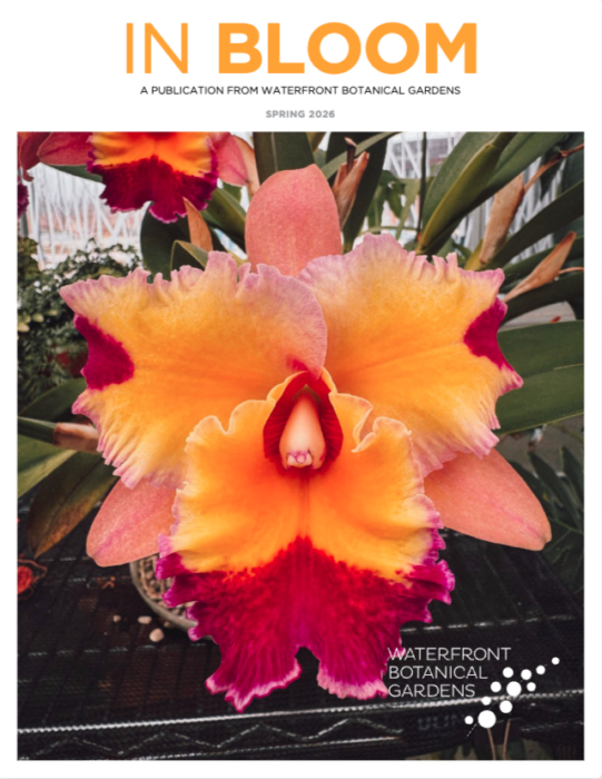 A cattleya orchid fills the cover of the Spring 2026 IN BLOOM Newsletter.
